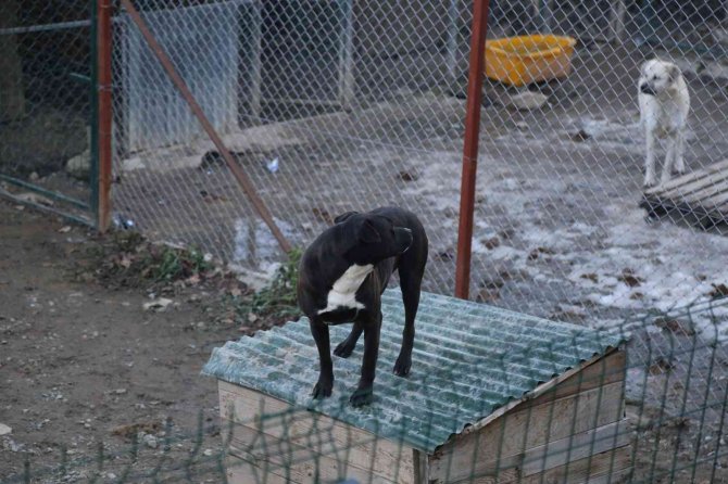 Artvin’de Yasaklı Irk Köpekler Kimliklendirilip Kayıt Altına Alınıyor