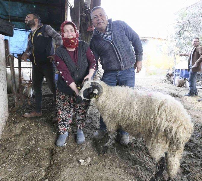 Aydın Büyükşehir Belediyesi’nin Koyun Hibe Desteği İle Sürüler Büyüyor