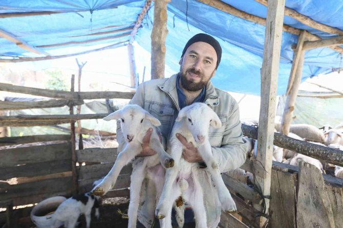 Aydın Büyükşehir Belediyesi’nin Koyun Hibe Desteği İle Sürüler Büyüyor