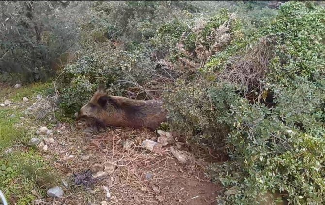 Yaralı Domuz, Duyarlı Vatandaşın Dikkati Sayesinde Kurtarıldı