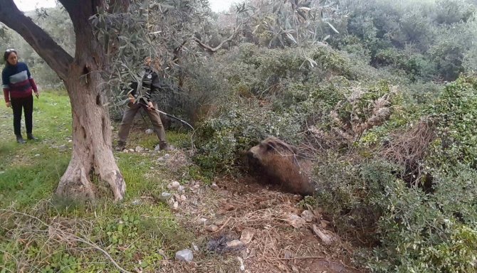Yaralı Domuz, Duyarlı Vatandaşın Dikkati Sayesinde Kurtarıldı