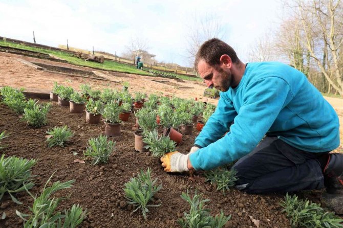 Damlar Vadisi Millet Bahçesine Aromatik Bitkiler Dikildi