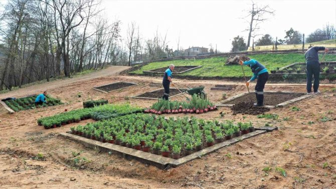 Damlar Vadisi Millet Bahçesine Aromatik Bitkiler Dikildi