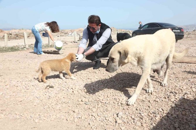 Bandırma Belediye Başkanı Tolga Tosun, " Bir Köpeğin Yaptığı, Tüm Sokak Dostlarımıza Fatura Edilemez"