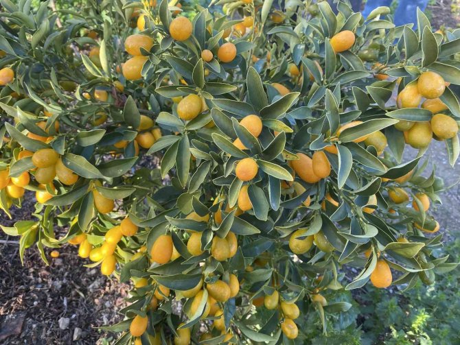 “Altın Portakal” Kumkuat İ̇zmir’de Üretilmeye Başlandı