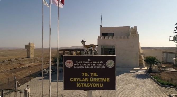 Ceylanlar, 75. Yıl Ceylan Üretme İ̇stasyonu’nda Yaşamlarını Sürdürüyor