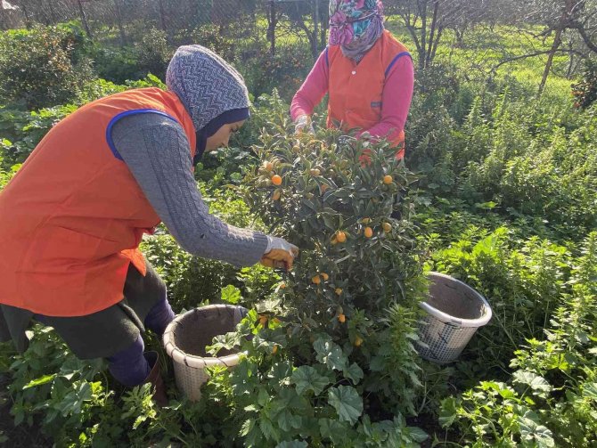 “Altın Portakal” Kumkuat İ̇zmir’de Üretilmeye Başlandı