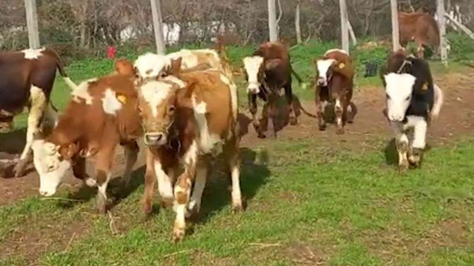 Besiciyi Kandırıp 11 Büyükbaş Hayvanını Dolandıran 3 Şüpheli Tutuklandı