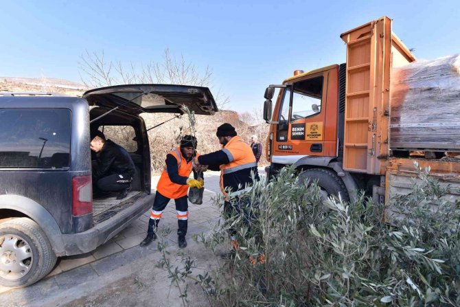 Başkan Altay: “Zeytin Üretimi İçin 2 İlçemizde Pilot Uygulamaya Başladık”
