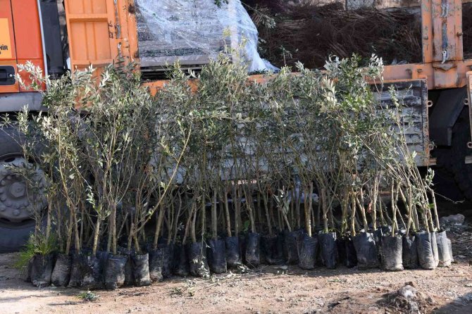 Başkan Altay: “Zeytin Üretimi İçin 2 İlçemizde Pilot Uygulamaya Başladık”