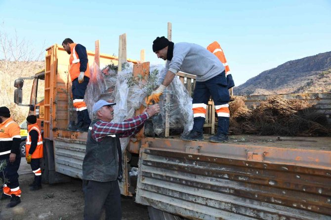 Başkan Altay: “Zeytin Üretimi İçin 2 İlçemizde Pilot Uygulamaya Başladık”