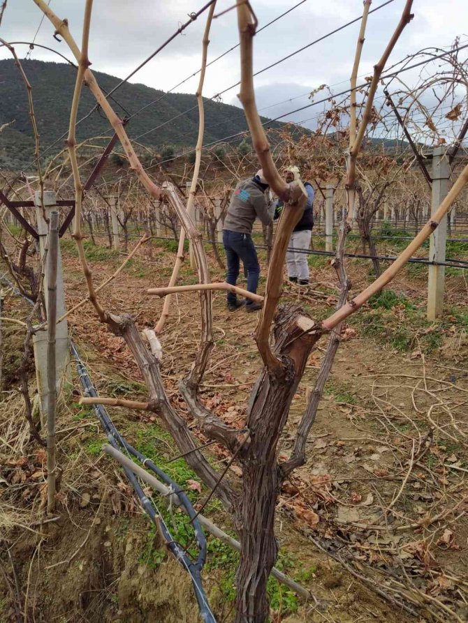 Üzüm Bağlarında Budama Çalışmaları Başladı