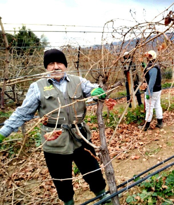 Üzüm Bağlarında Budama Çalışmaları Başladı