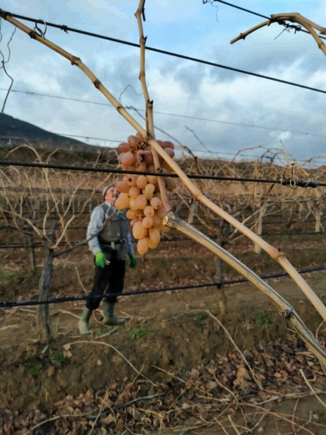 Üzüm Bağlarında Budama Çalışmaları Başladı