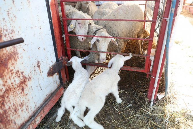 Kadın Üreticilere Sağlanan Küçükbaş Hayvan Desteği Meyvelerini Vermeye Başladı