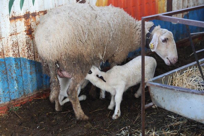 Kadın Üreticilere Sağlanan Küçükbaş Hayvan Desteği Meyvelerini Vermeye Başladı