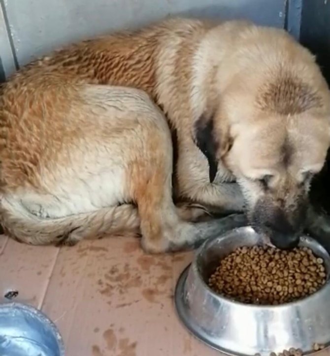 Kanala Düşen Köpeği Belediye Kurtardı