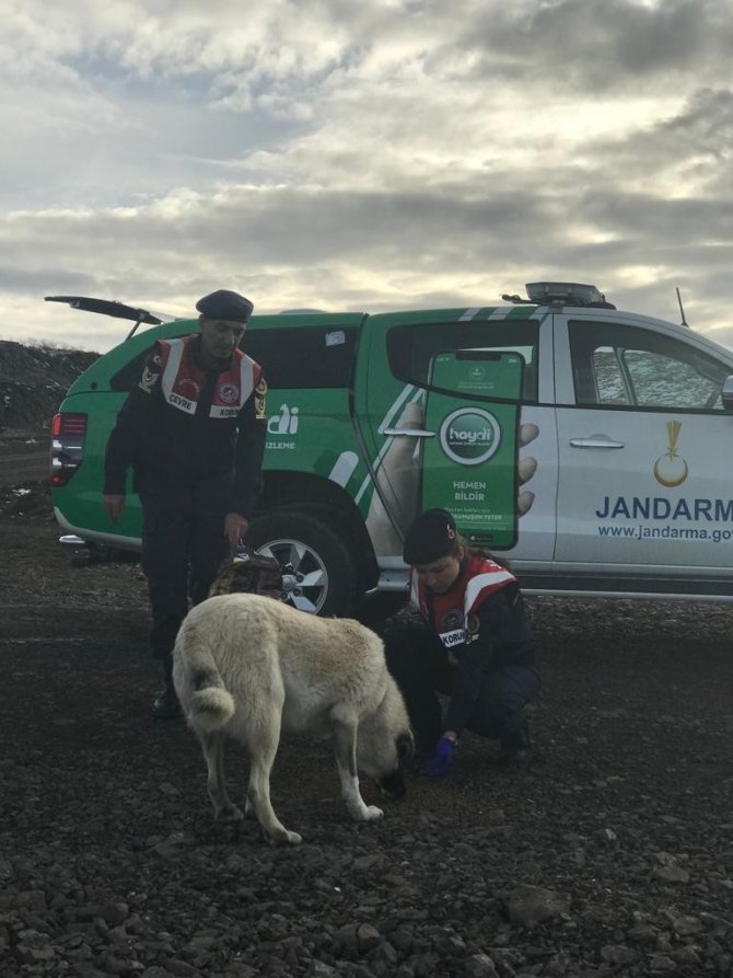 Jandarma Sokak Hayvanlarını Unutmadı