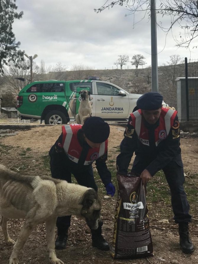 Jandarma Sokak Hayvanlarını Unutmadı