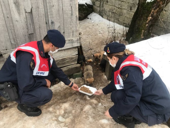 Jandarmadan Sokak Hayvanlarına Mama Desteği