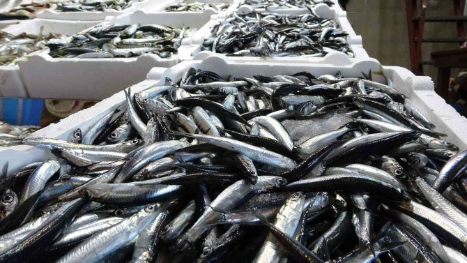 Hamsi İhracatında Artış