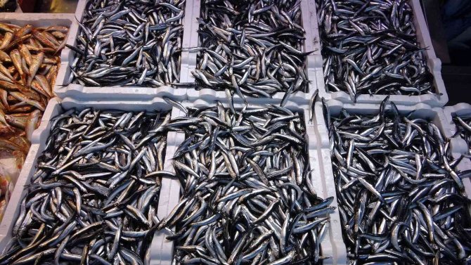 Hamsi İhracatında Artış