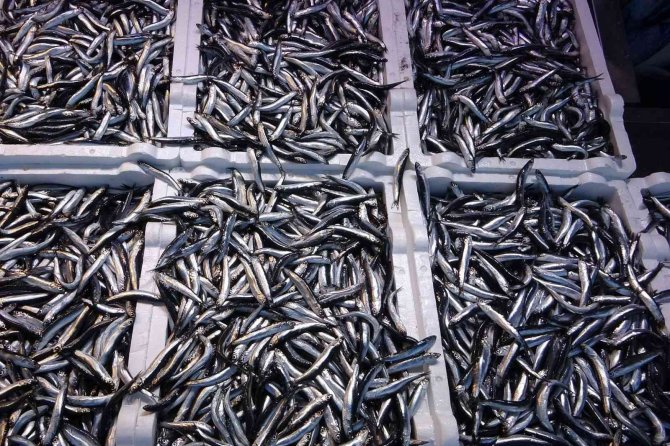 Hamsi İhracatında Artış