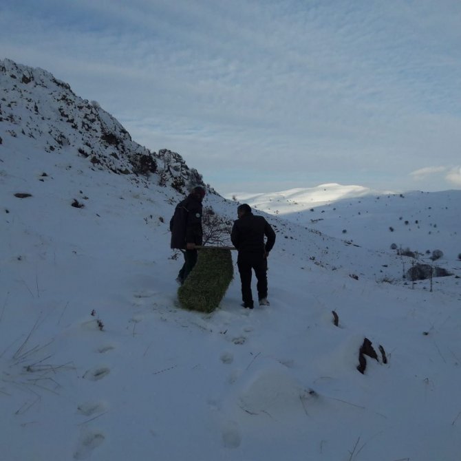 Tunceli’de Yaban Hayvanları İçin Doğaya Yem Bırakıldı