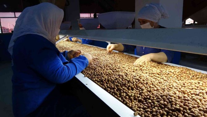 Şenocak: “Zorunlu Aflatoksin Kontrolünün Kaldırılması, Türk Fındığı Adına Başarıdır”