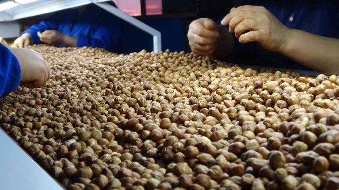 Şenocak: “Zorunlu Aflatoksin Kontrolünün Kaldırılması, Türk Fındığı Adına Başarıdır”