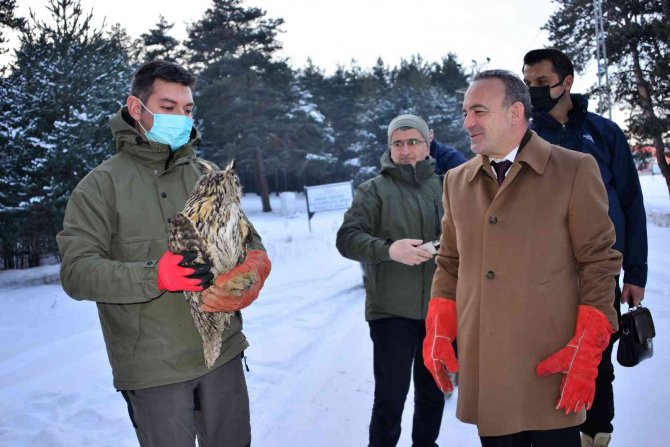 Arazide Soğukların Etkisiyle Bitkin Halde Bulunan, Puhu Kuşu Tedavisinin Ardından Doğaya Bırakıldı