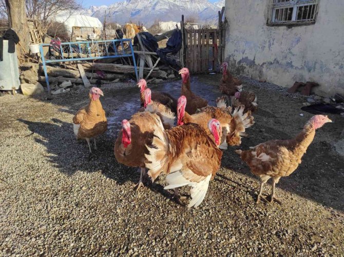 Batman’da Organik Köy Hindileri Geçen Yılki Fiyattan Satılıyor