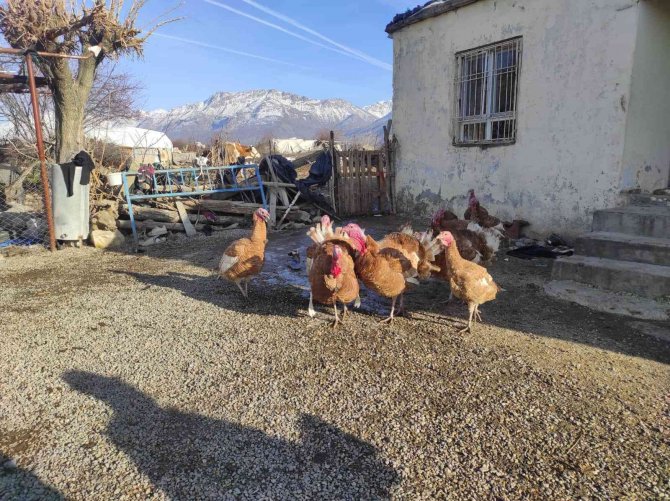 Batman’da Organik Köy Hindileri Geçen Yılki Fiyattan Satılıyor