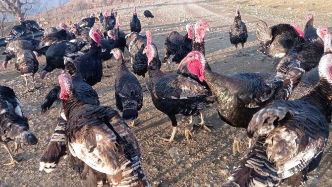 Batman’da Organik Köy Hindileri Geçen Yılki Fiyattan Satılıyor