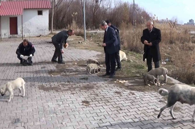 Adilcevaz’da Sokak Hayvanları İçin Ekmek Ve Sakatat Bırakıldı