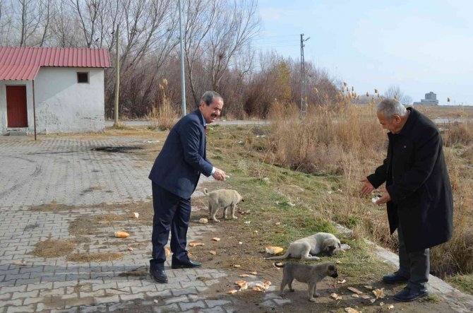 Adilcevaz’da Sokak Hayvanları İçin Ekmek Ve Sakatat Bırakıldı