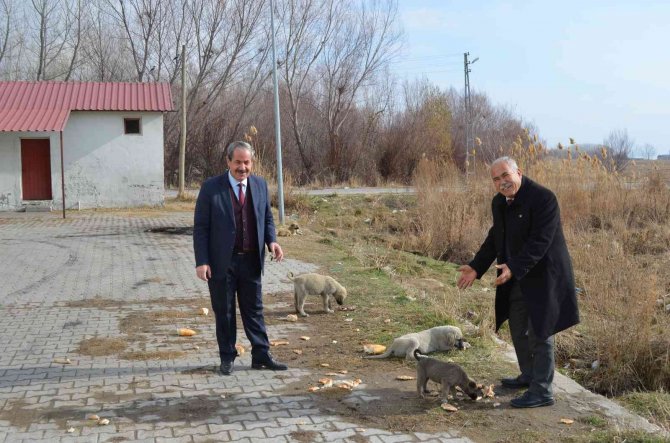 Adilcevaz’da Sokak Hayvanları İçin Ekmek Ve Sakatat Bırakıldı