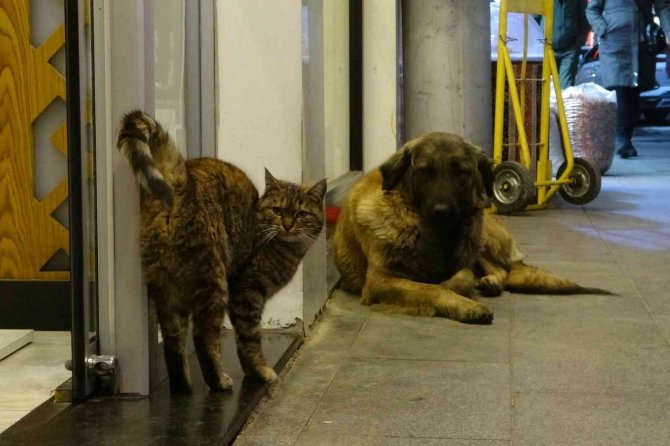 Gümüşhane’de Tilki İle Kedinin, Kedi İle Köpeğin Dostlukları İlgi Çekiyor