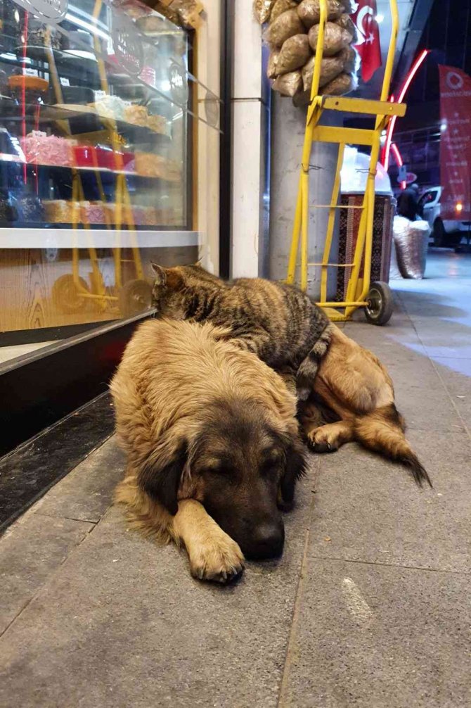 Gümüşhane’de Tilki İle Kedinin, Kedi İle Köpeğin Dostlukları İlgi Çekiyor