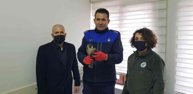 Bitkin Halde Bulunan Gökdoğan Yeniden Doğaya Salındı