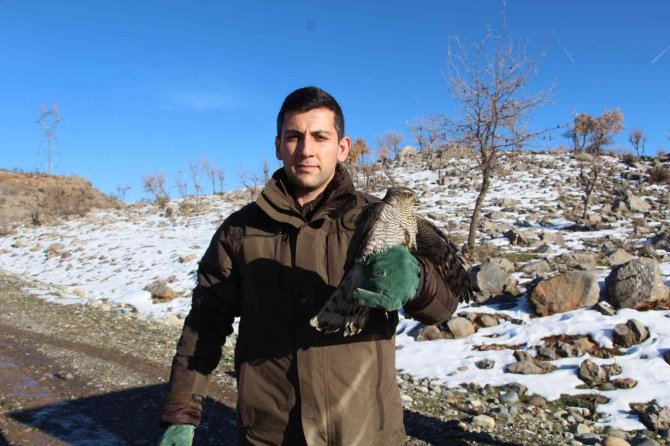 Siirt’te Tedavisi Tamamlanan Atmaca, Özgürlüğe Kanat Açtı