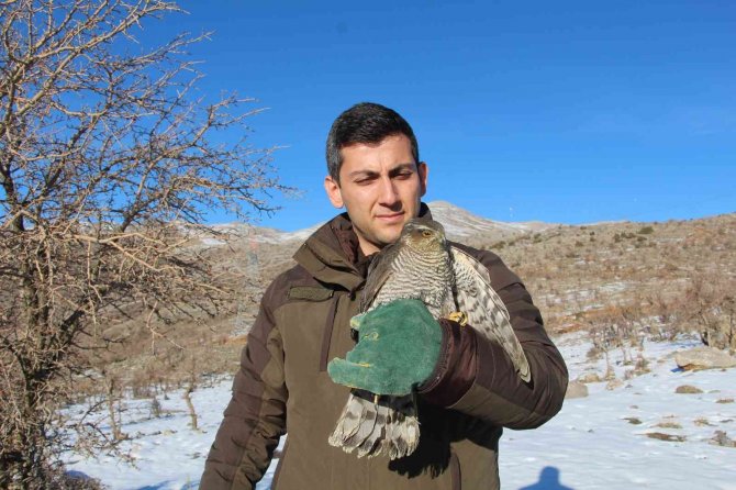Siirt’te Tedavisi Tamamlanan Atmaca, Özgürlüğe Kanat Açtı