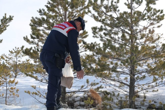 Jandarma Ekipleri Yabani Hayvanları Unutmadı