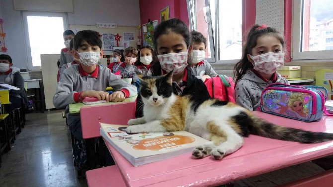 Okula Sığınan "Minnoş" Kedi, Uslu Uslu Ders Dinliyor