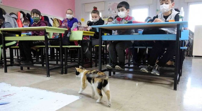 Okula Sığınan "Minnoş" Kedi, Uslu Uslu Ders Dinliyor