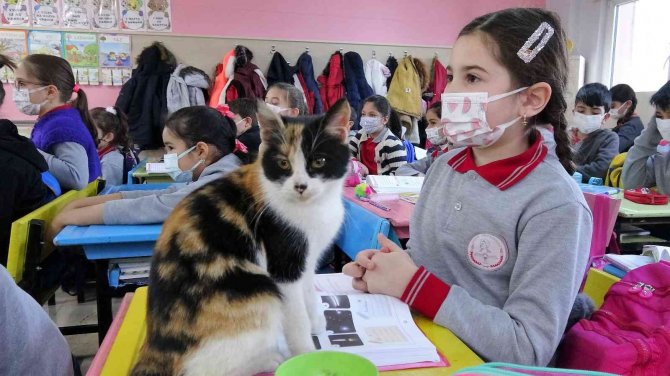 Okula Sığınan "Minnoş" Kedi, Uslu Uslu Ders Dinliyor