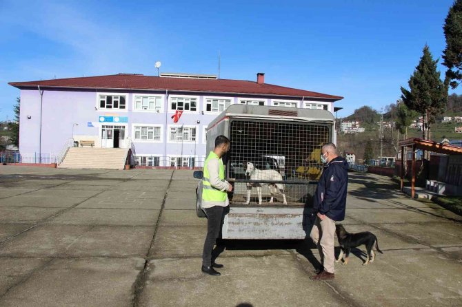 Yeni Bir Pitbull Saldırı Vakasını Okul Müdür Yardımcısının Dikkati Önledi