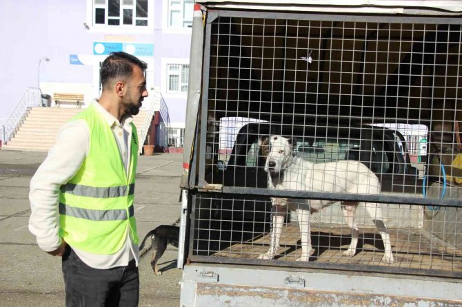 Yeni Bir Pitbull Saldırı Vakasını Okul Müdür Yardımcısının Dikkati Önledi