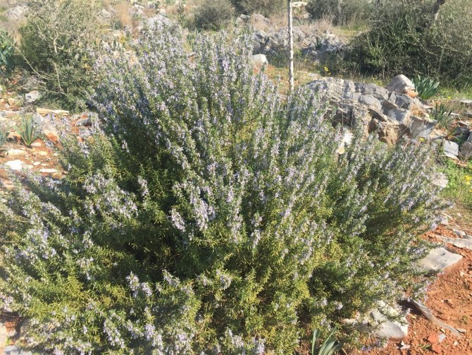 Türkiye’deki Biberiye Üretiminin Yüzde 90’ı Mersin’de Yapılıyor