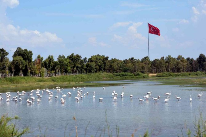 ‘Aliağa Kuş Cenneti Ve Güzelhisar Deltası’ Adlı Eser Okurlarla Buluşacak